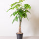 Simegarden Pachira aquatica