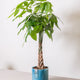 Simegarden Pachira aquatica