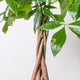 Simegarden Pachira aquatica piccola
