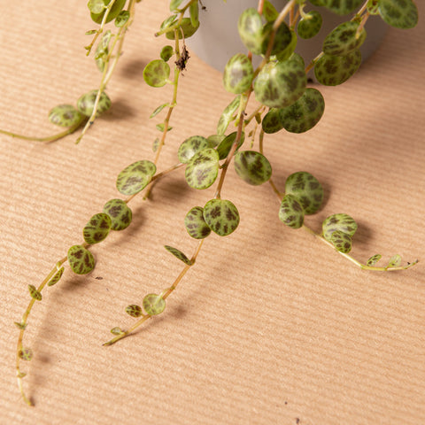 Simegarden Peperomia prostrata grande
