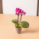 Simegarden Phalaenopsis mini 6 cm