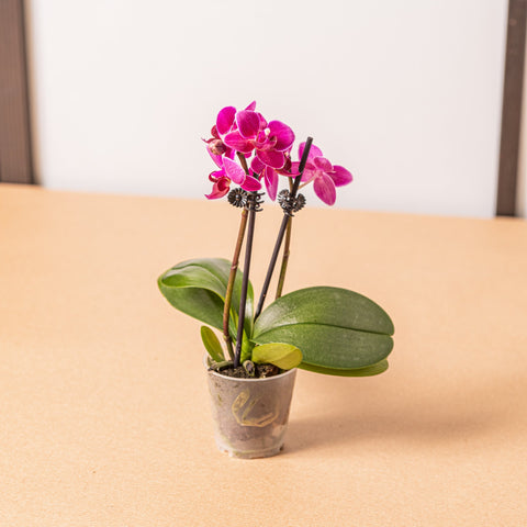 Simegarden Phalaenopsis mini 6 cm