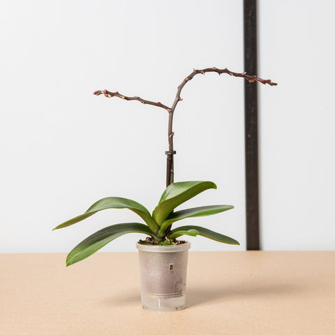 Simegarden Phalaenopsis mini sfiorita 6cm / 12+ cm