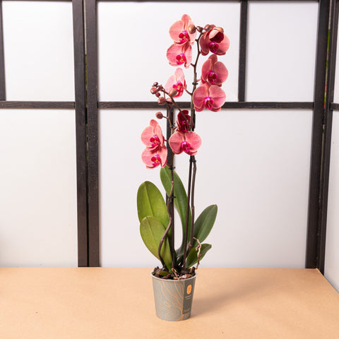 Simegarden Phalaenopsis rossa 12cm / 70cm