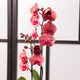 Simegarden Phalaenopsis rossa 12cm / 70cm