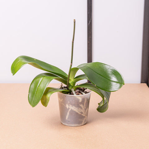 Simegarden Phalaenopsis sfiorita 12 cm / 20+ cm