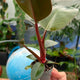 Simegarden Philodendron imperial red baby 6cm