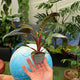 Simegarden Philodendron imperial red baby 6cm