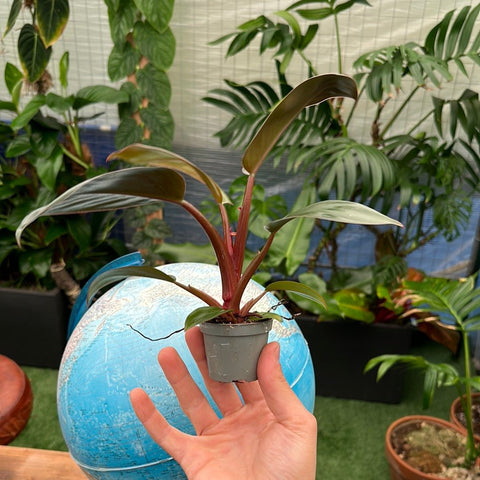 Simegarden Philodendron imperial red baby 6cm