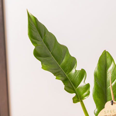 Simegarden Philodendron narrow