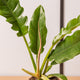 Simegarden Philodendron narrow
