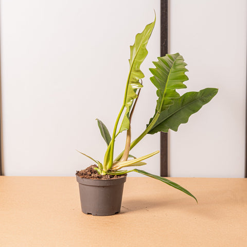 Simegarden Philodendron narrow