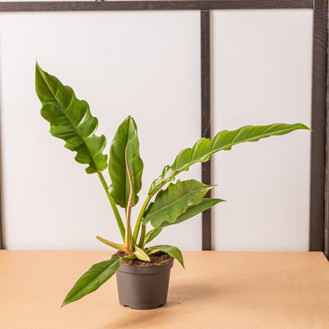 Simegarden Philodendron narrow
