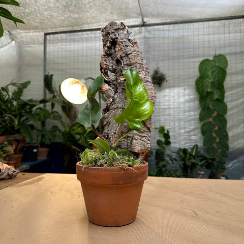 Simegarden Philodendron su zattera edizione limitata 12cm