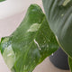 Simegarden Philodendron white princess grande 19cm