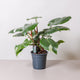 Simegarden Philodendron white princess grande 19cm