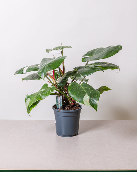 Simegarden Philodendron white princess grande 19cm