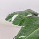 Simegarden Philodendron white princess grande 19cm