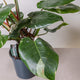 Simegarden Philodendron white princess grande 19cm