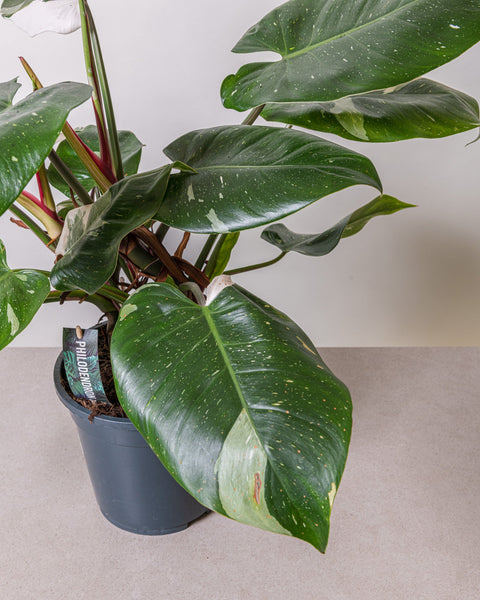 Simegarden Philodendron white princess grande 19cm