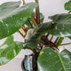 Simegarden Philodendron white princess grande 19cm