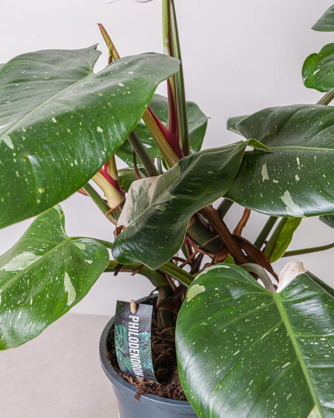 Simegarden Philodendron white princess grande 19cm