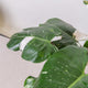 Simegarden Philodendron white princess grande 19cm