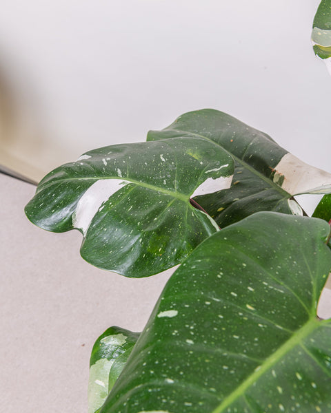 Simegarden Philodendron white princess grande 19cm