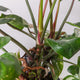 Simegarden Philodendron white princess grande 19cm