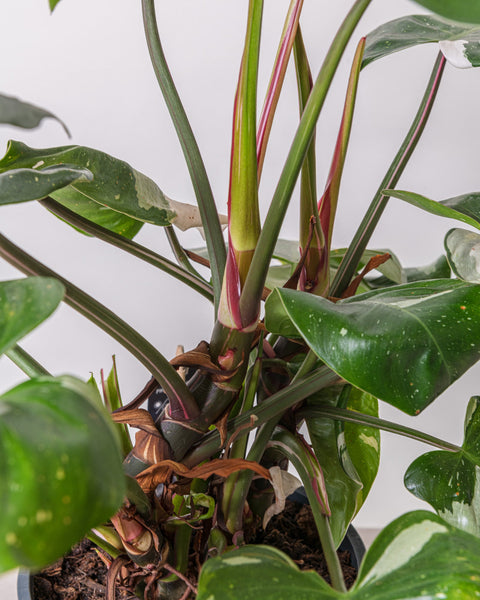Simegarden Philodendron white princess grande 19cm