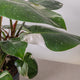 Simegarden Philodendron white princess grande 19cm