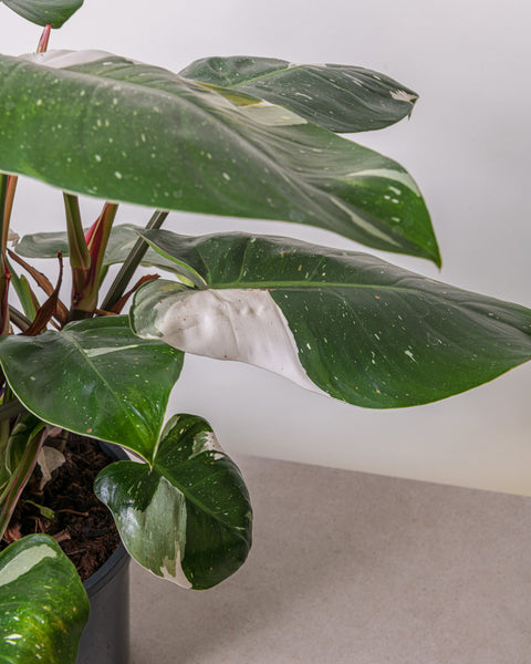 Simegarden Philodendron white princess grande 19cm