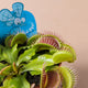 Simegarden Pianta carnivora Dionea