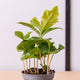 Simegarden Pianta del caffè