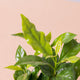 Simegarden Pianta del caffè