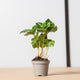 Simegarden Pianta del caffè baby 6 cm