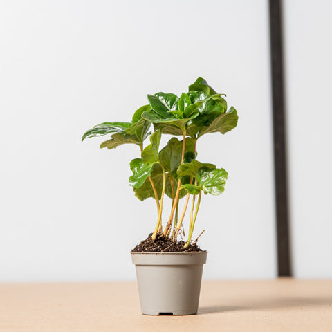Simegarden Pianta del caffè baby 6 cm