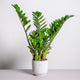 Simegarden Pianta di Padre Pio grande 17 cm