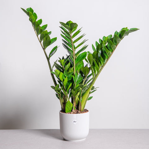 Simegarden Pianta di Padre Pio grande 17 cm