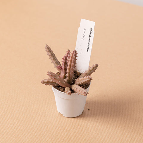Simegarden Pianta Orbea dummeri