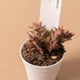 Simegarden Pianta Orbea semota