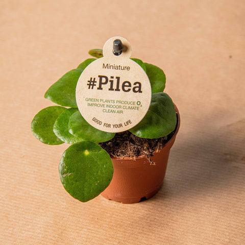 Simegarden Pilea peperomioides baby 5.5cm