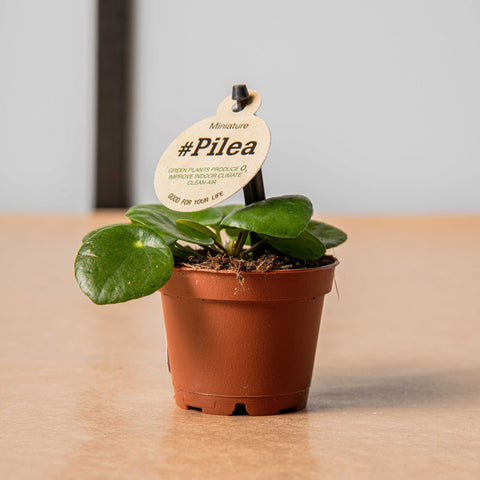 Simegarden Pilea peperomioides baby 5.5cm