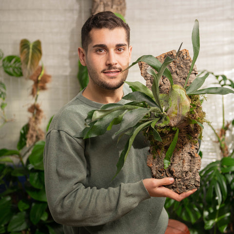 Simegarden Platycerium pianta su zattera