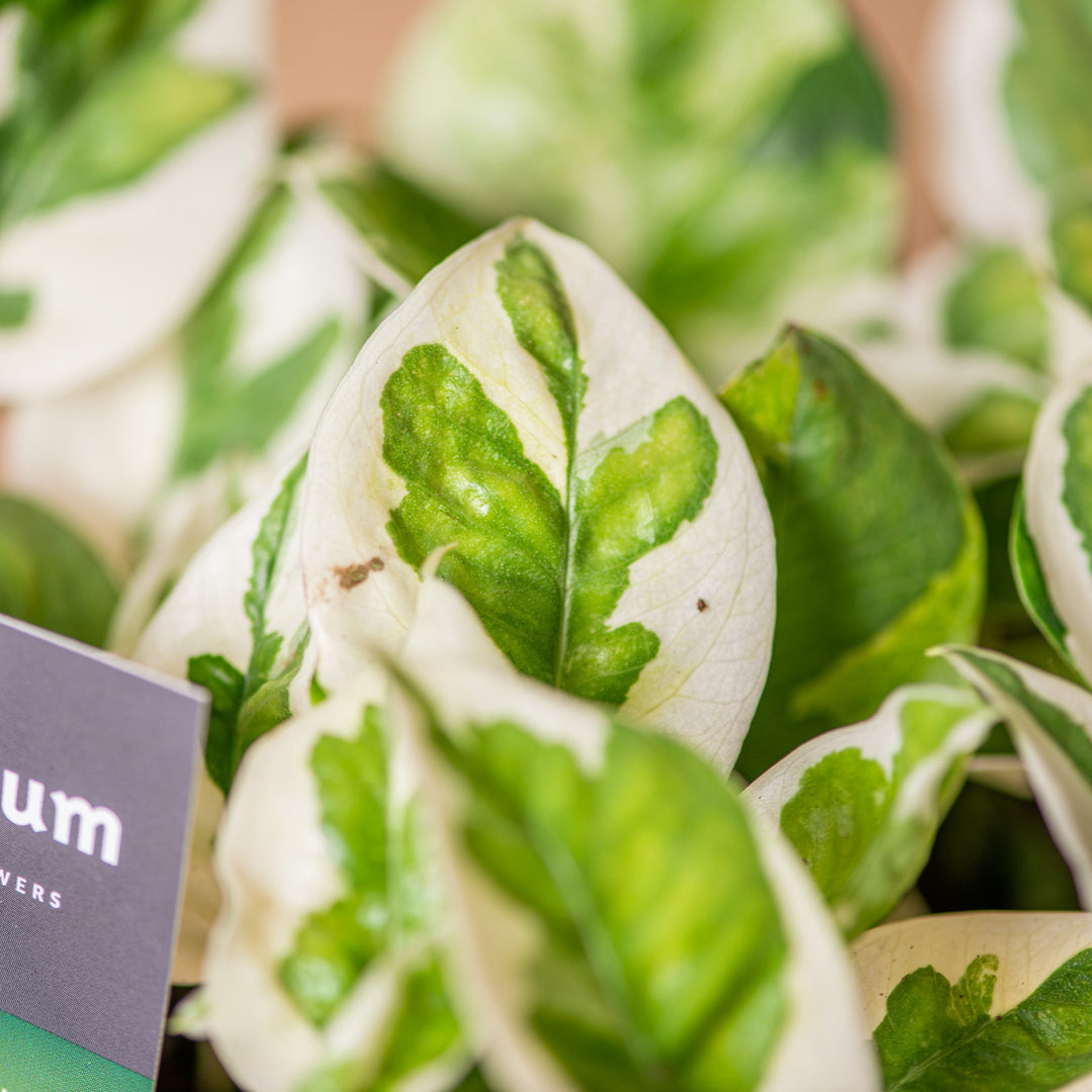 Pothos enjoy – Simegarden
