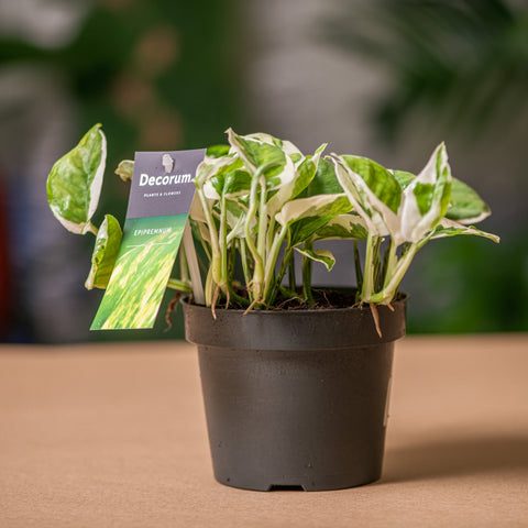 Simegarden Pothos enjoy 12cm