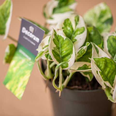 Simegarden Pothos enjoy 12cm