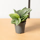 Simegarden Pothos treubie moon light 12cm