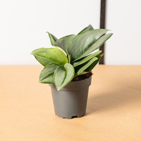 Simegarden Pothos treubie moon light 12cm