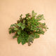 Simegarden Rosa del deserto 8-12cm / La pianta sarà consegnata in riposo vegetativo